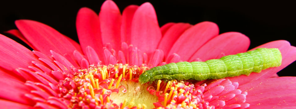 Eulenraupe an Gerberablüte (© shutterstock)