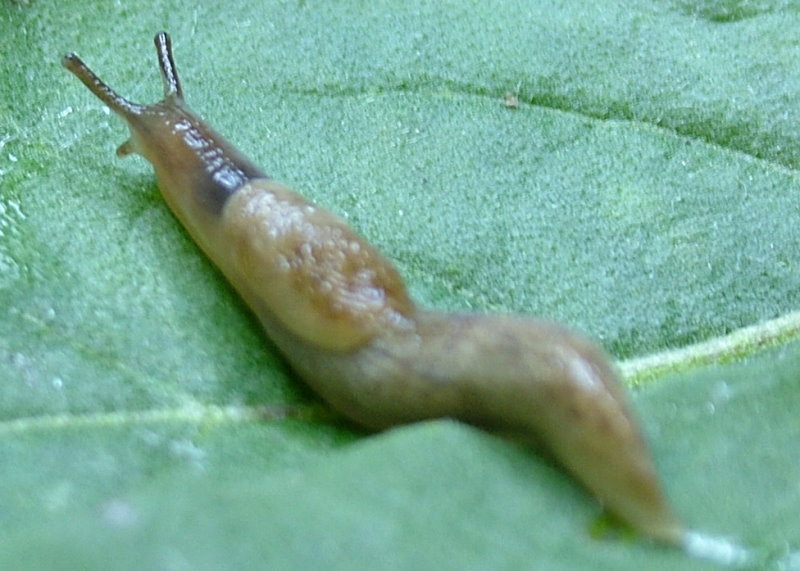 Schnecke von Nematoden befallen, sichtbar an geschwollenem Mantel (© Becker Underwood)