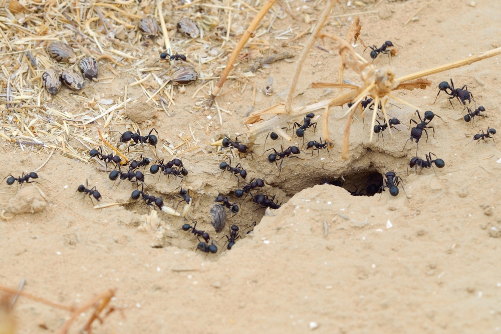 Ameisen (© shutterstock)
