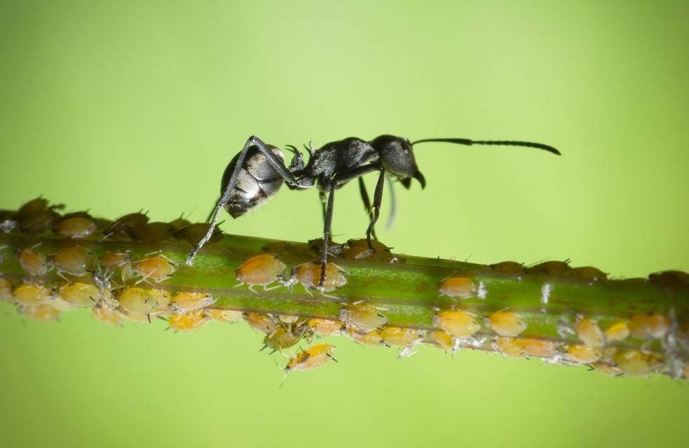 Ameise und Blattläuse (© shutterstock)
