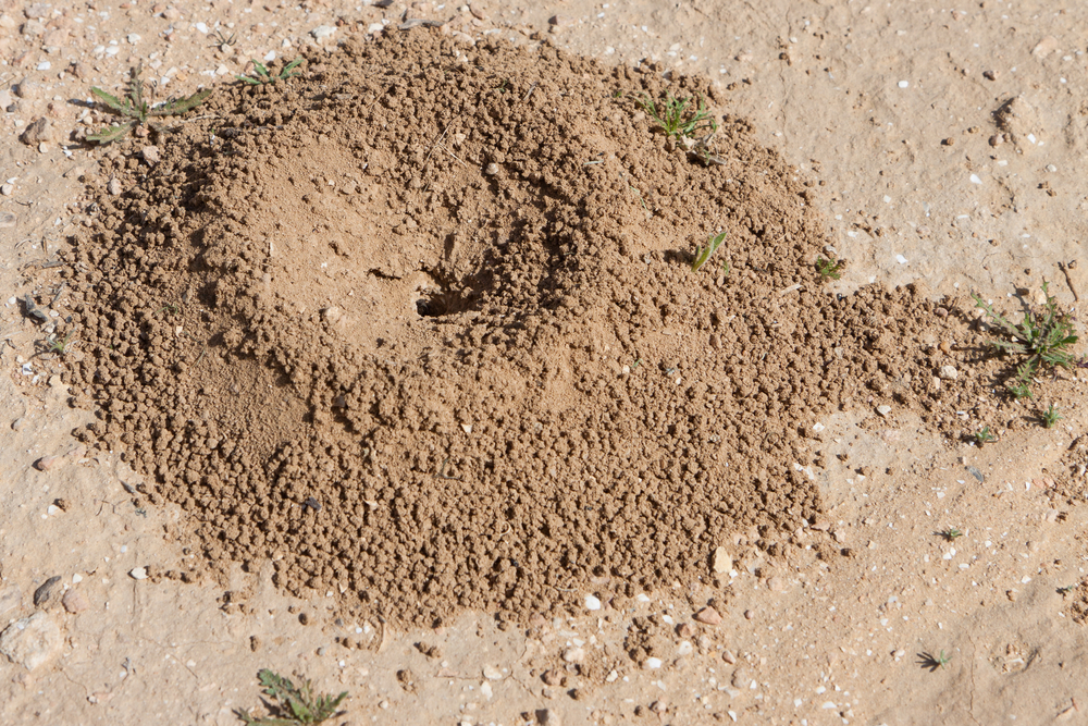 Ameisenhaufen (© shutterstock)