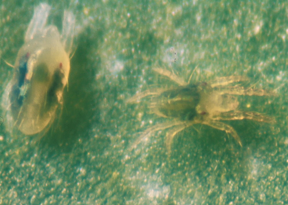 Spinnmilben Männchen (links) und Weibchen (rechts) (© Shutterstock)