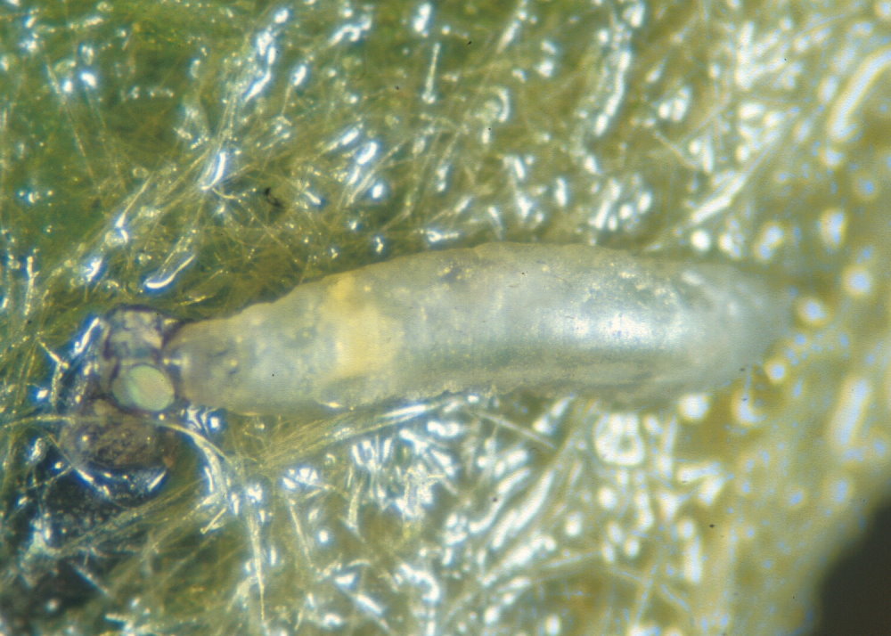 Sumpffliege Larven (© Schrameyer)