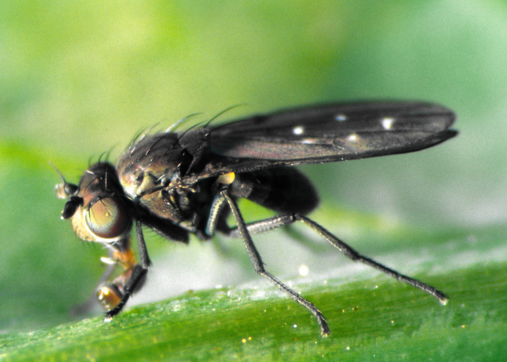 Sumpffliege Scatella, ganz deutlich sind die weißen Flecke zu erkennen (© Schrameyer)