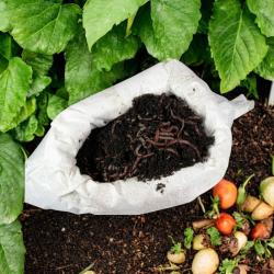 Kompostwürmer 0.5 kg #SEPARATE LIEFERUNG!# 