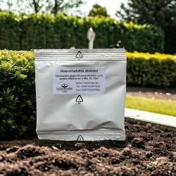 H. downesi "cool" 5 Mio Nematoden gegen Dickmaulrüssler u.a 