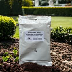 Hetero. downesi "cool" 50 Mio. Nemat. g. Dickmaulrüssler u.a 