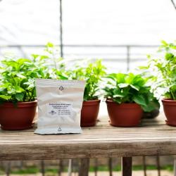 SF Nematoden gegen Trauermücken 25 Mio. für 50 m² 