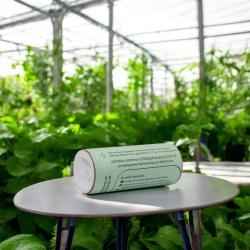 Aphidius colemani 500 Stck. 