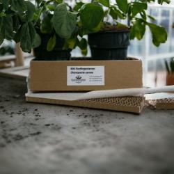 Florfliegenlarven gegen Blattläuse u.a. 500 Stück 