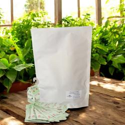 Florfliegen-Larven auf BW 1.000Stck. + 15 BioBoxen 