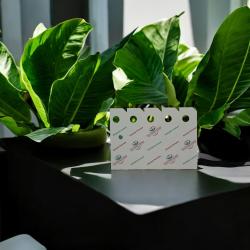 Schlupfwespen gegen Weiße Fliege 200 Stück 