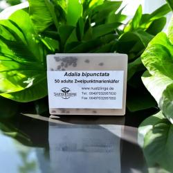 50 Marienkäfer Adalia bipunctata Adult 