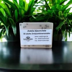 25 Marienkäfer Adalia bipunctata Adult 