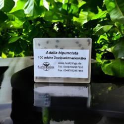 100 Marienkäfer Adalia bipunctata Adult 