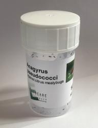 Anagyrus vladimiri 250 St. 