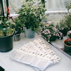 Amblyseius andersoni Tütchen - 15 Stück 