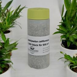 Amblyseius californicus 1.000 Stück 