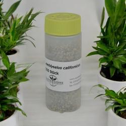 Amblyseius californicus 500 Stück 