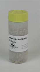 Amblyseius californicus 500 Stück 