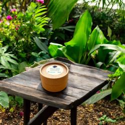 Chilocorus nigritus Adulte 25 Stck. 