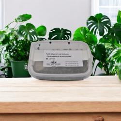 Austral. Marienkäfer-Larven 25 St. (Cryptolaemus) 