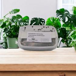 Austral. Marienkäfer-Larven 50 St. (Cryptolaemus) 