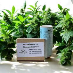 Lausalarm: Schlupfwespenmix, 150 Florfliegenlarven 