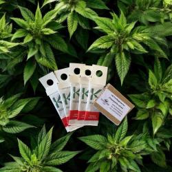 Spinnmilbenpanik: 150 Florfliegenlarven, 5 Phyto Vital Tüten 