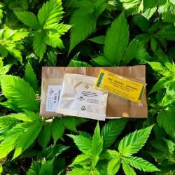 Trauermückendauersorgen: 5.000 Hypo, 3 Mio SF, 20 Gelbtafeln 