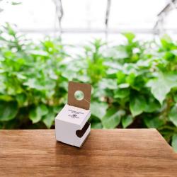 Schwebfliege Episyrphus balteatus, 50 Puppen 