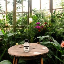 Exochomus quad. Adulte 20 St. 