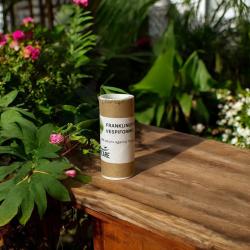 Franklinothrips vesp. 150 Stck. 