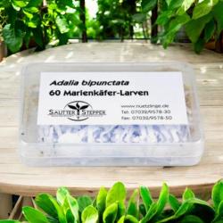 60 Marienkäfer Adalia bipunctata Larven 