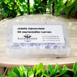 30 Marienkäfer Adalia bipunctata Larven 