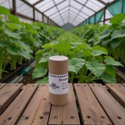 Schachbrett-Marienkäfer 100 Stück (Propylea) 