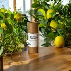 Leptomastidea abnormis 25 Stück 