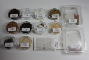 Lebendmuster von Nützlingen 