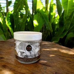 Nephus conjunctus 250 St. 