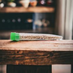 Lagerpirat Xylocoris flavipes 50 St. gegen Speckkäfer u.a. 