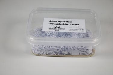 200 Marienkäfer Adalia bipunctata Larven 