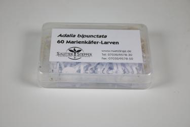 60 Marienkäfer Adalia bipunctata Larven 