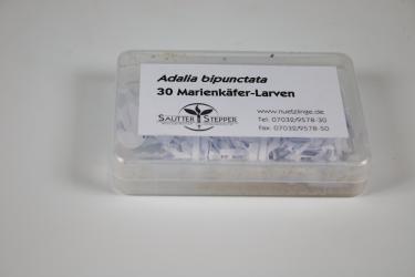30 Marienkäfer Adalia bipunctata Larven 