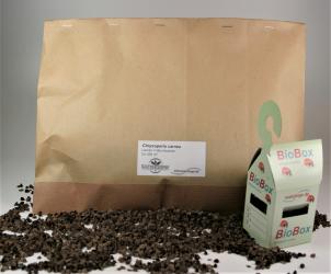 Florfliegen-Larven auf BW 1.000Stck. + 15 BioBoxen 