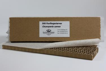 Florfliegenlarven gegen Blattläuse u.a. 500 Stück 