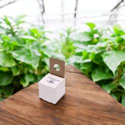 Schwebfliege Sphaerophoria rueppellii 25 Puppen 