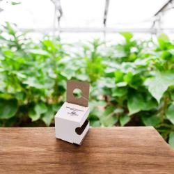 Schwebfliege Sphaerophoria rueppellii 50 Puppen 