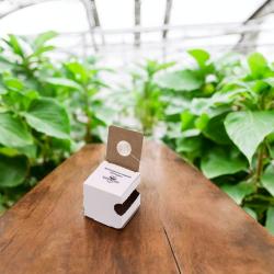 Schwebfliege Sphaerophoria rueppellii 100 Puppen 