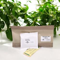 Trauermückenset M: SF 12 Mio-5.000 Hypos-20 Glbtf. 