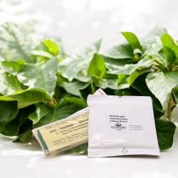 Trauermückenset S: SF 6 Mio-20 Gelbtafeln 